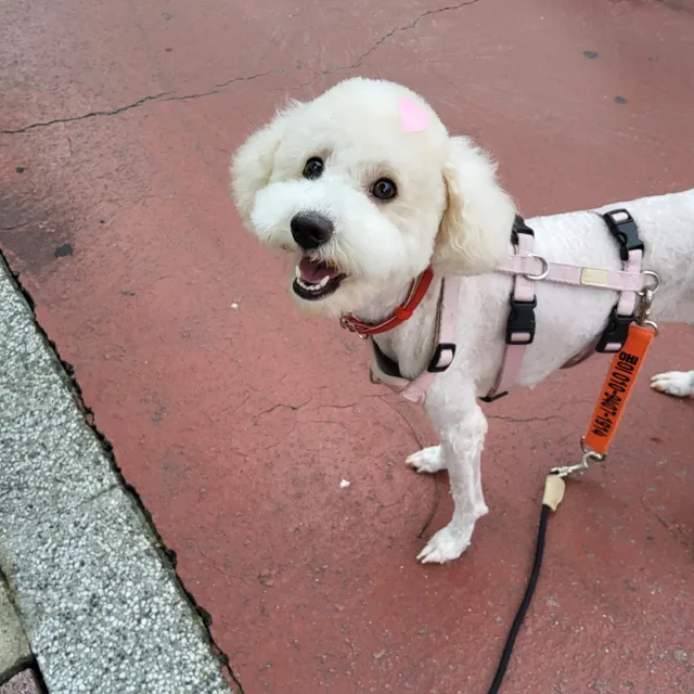 콩이