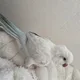 꾸꾸리카노