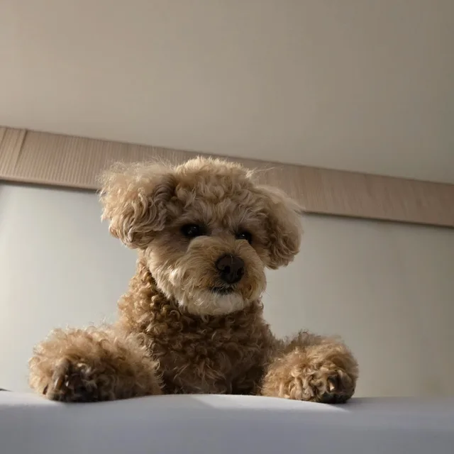 꼬야