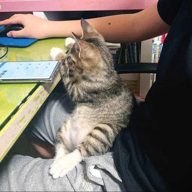 꼬꼬모