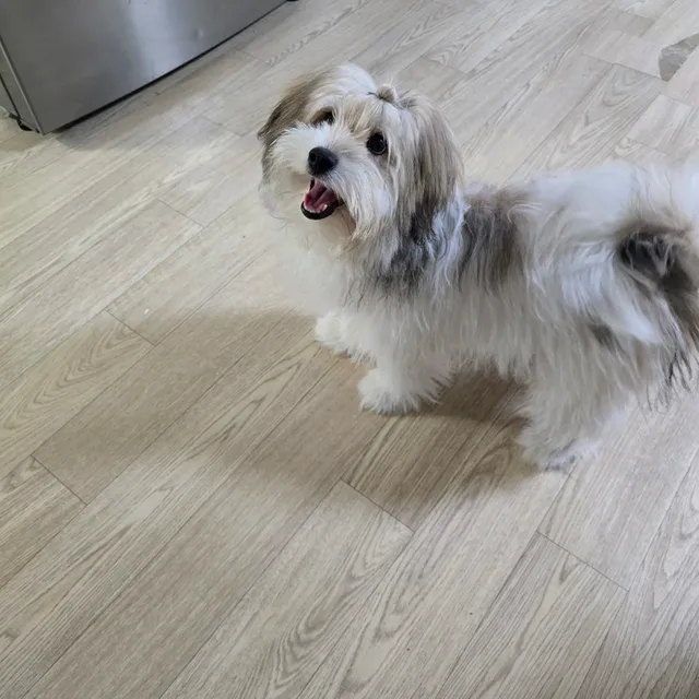 kp악동