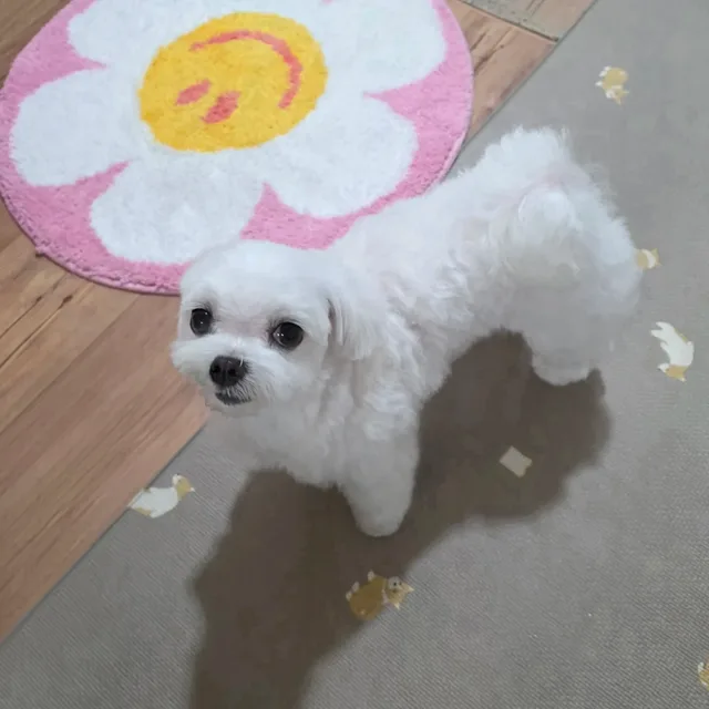 순딩이룸