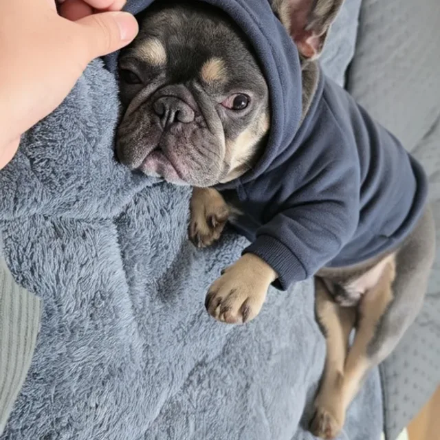 돼지엄마까꿍