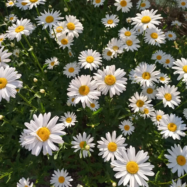 기쁨