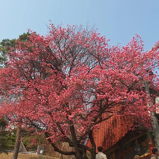 보키
