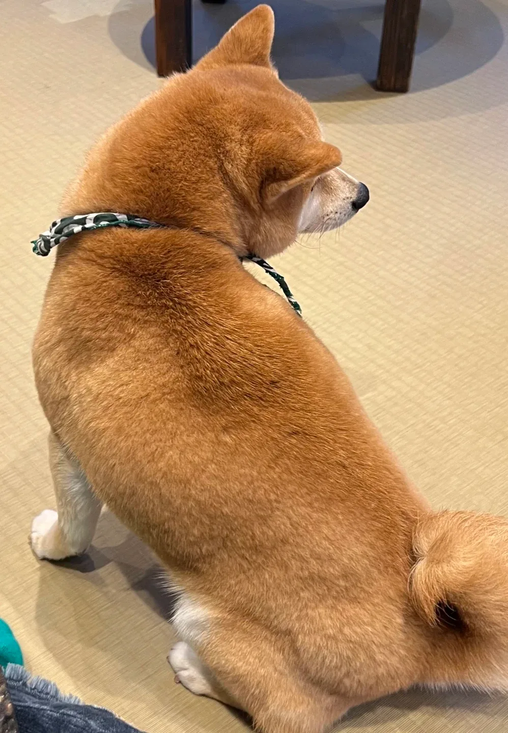 멍멍깡