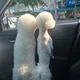 하루