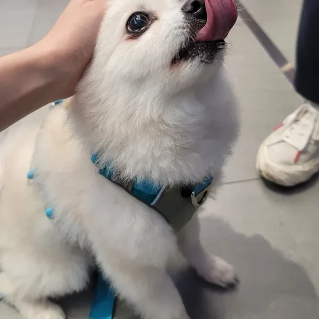 방가방