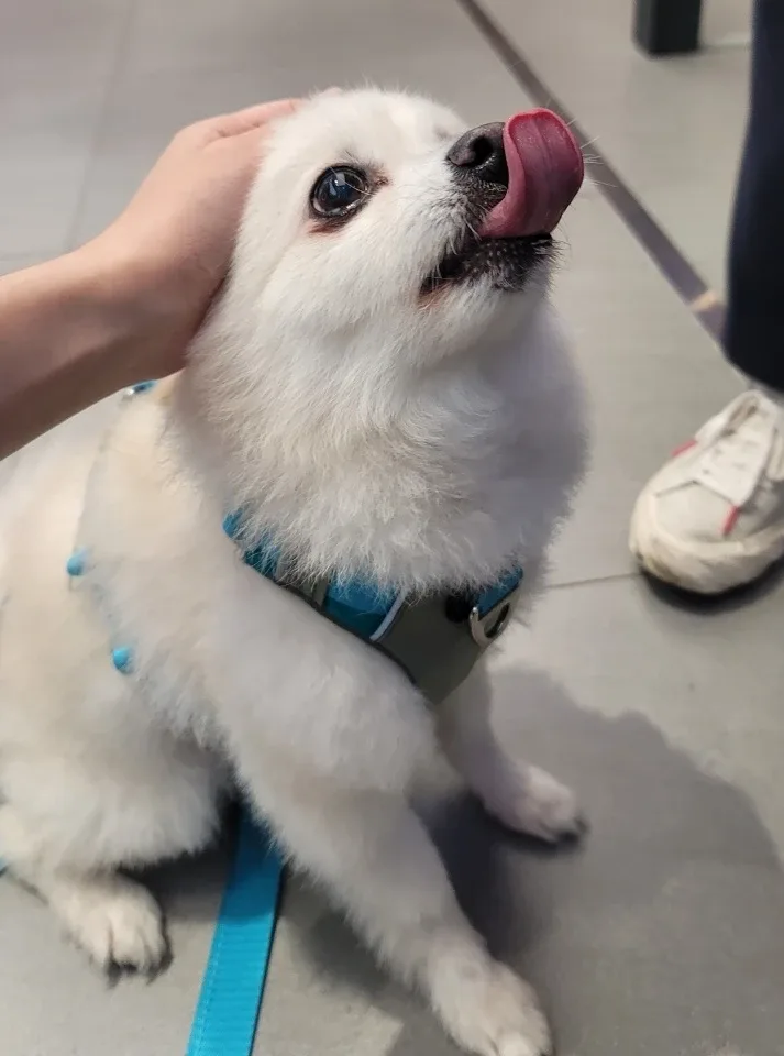방가방