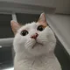 댕키