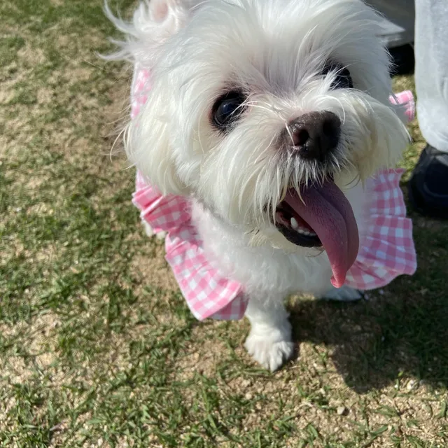 아아