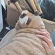 뽀로롱뽀로뽀또