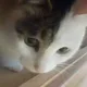 단비는야옹
