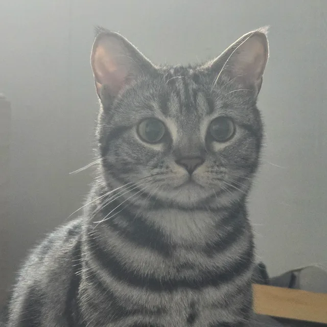호야