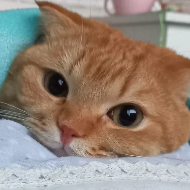 애옹짱