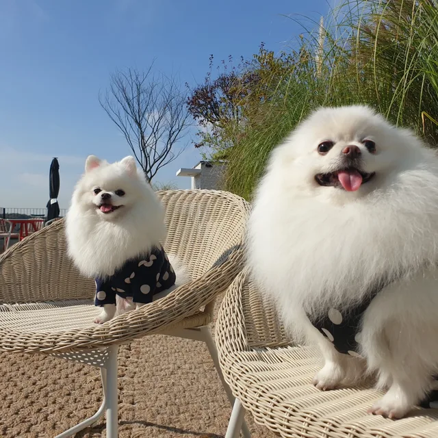 밀이꼬미