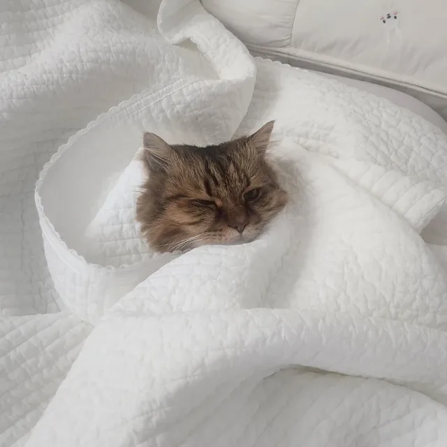 오딱