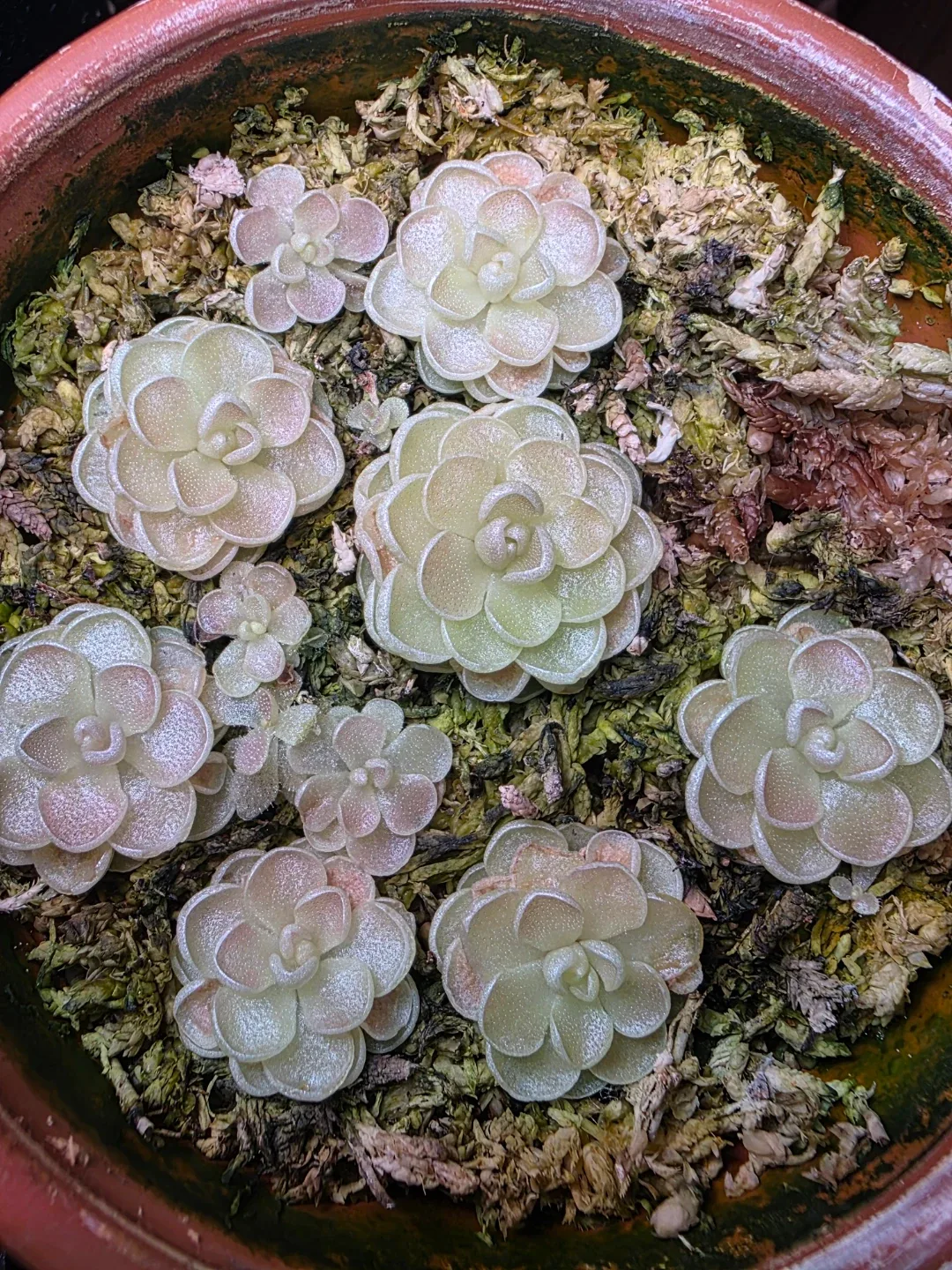 빙니
