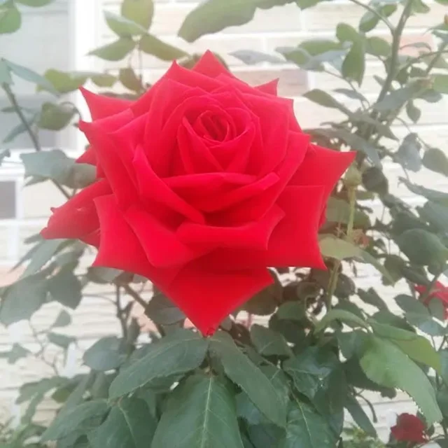 아톰