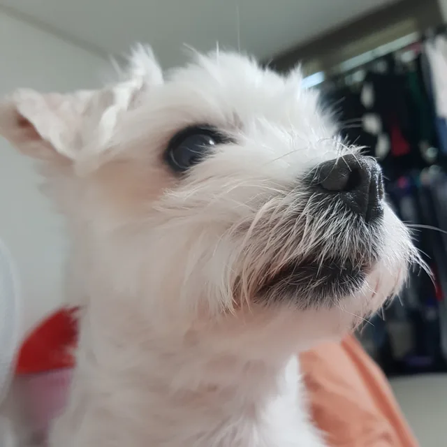 두부