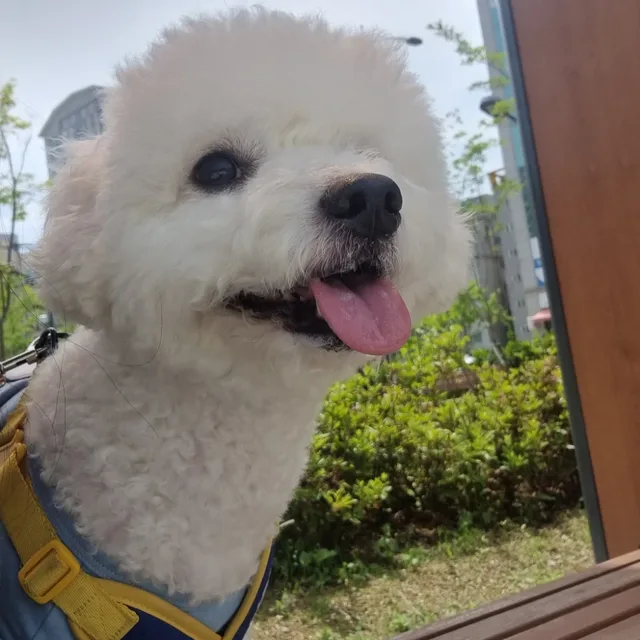 몽이