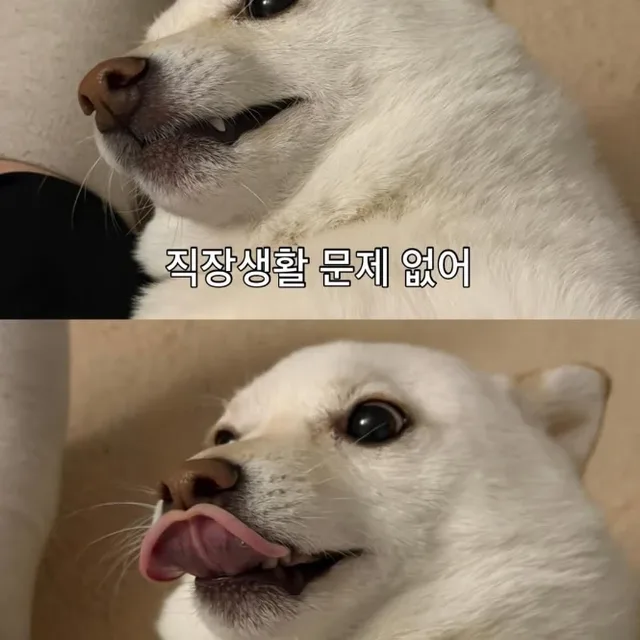 네모의꿈