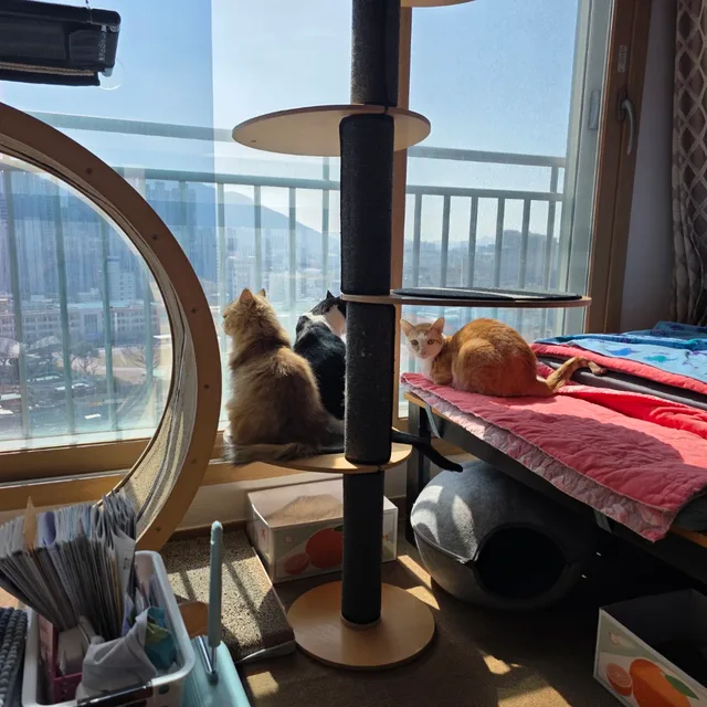공세마리