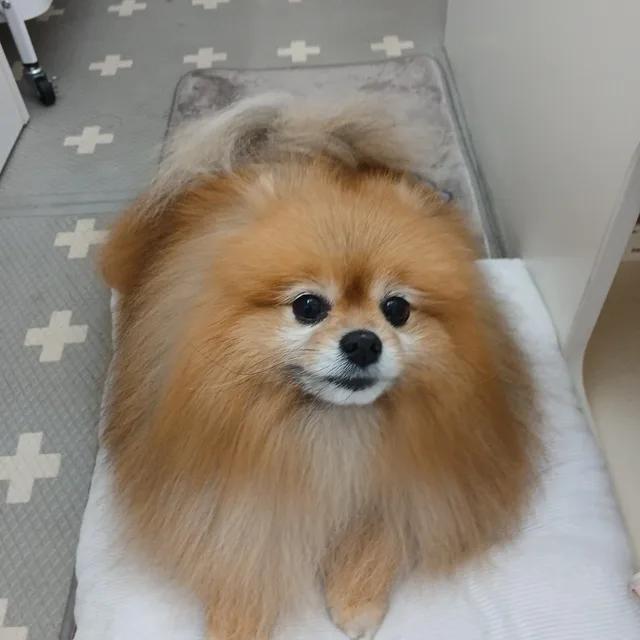 쬬쬬링