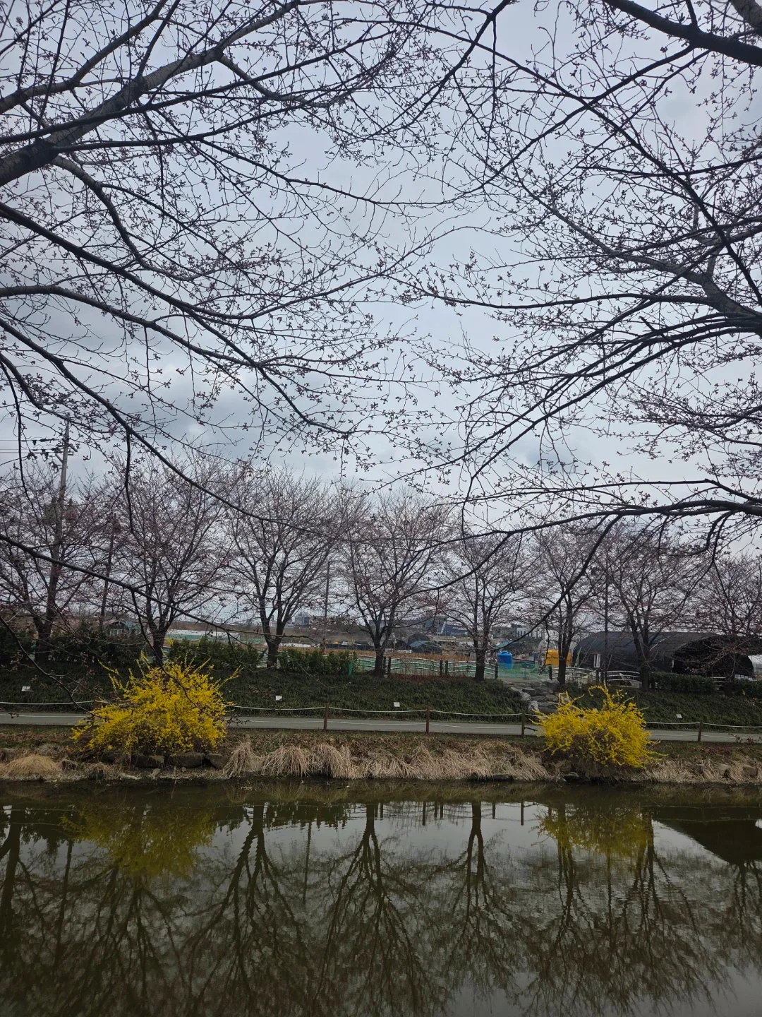 아메리카노