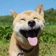 행복