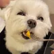 믕구