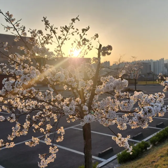 하이디