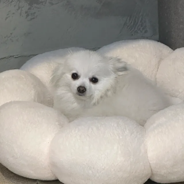 최강한두