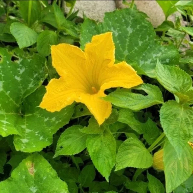 호박꽃