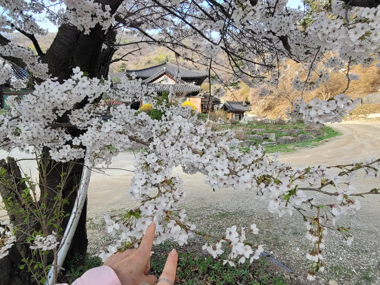 카타리나
