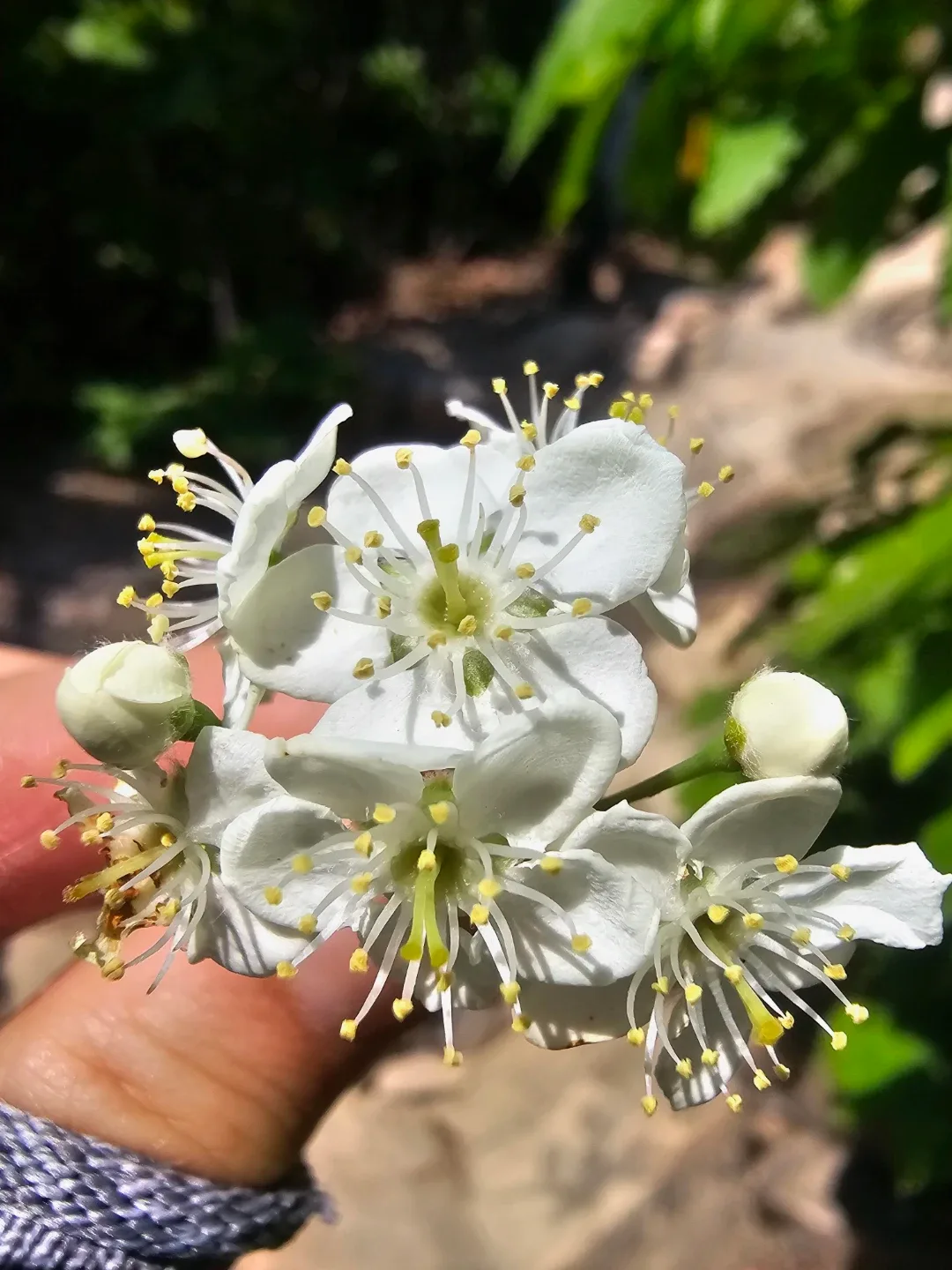 상큼
