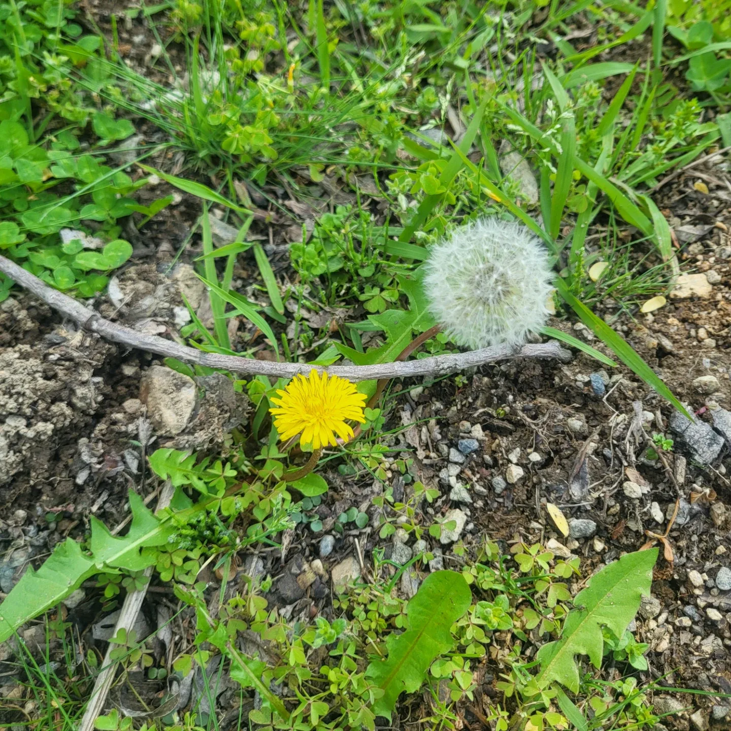 블랙베리
