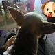 조바바