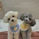 둘리또치아부지