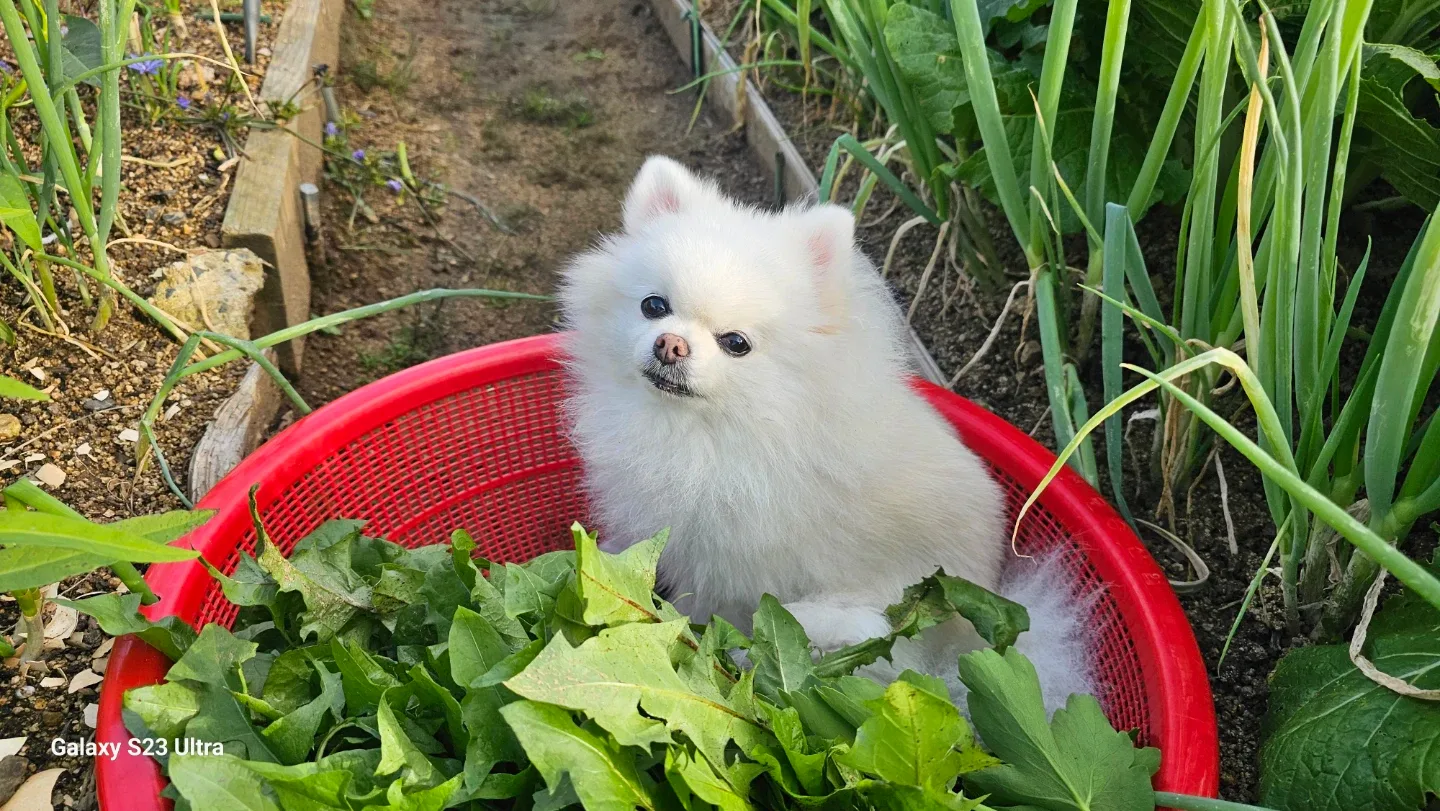사요팔아요