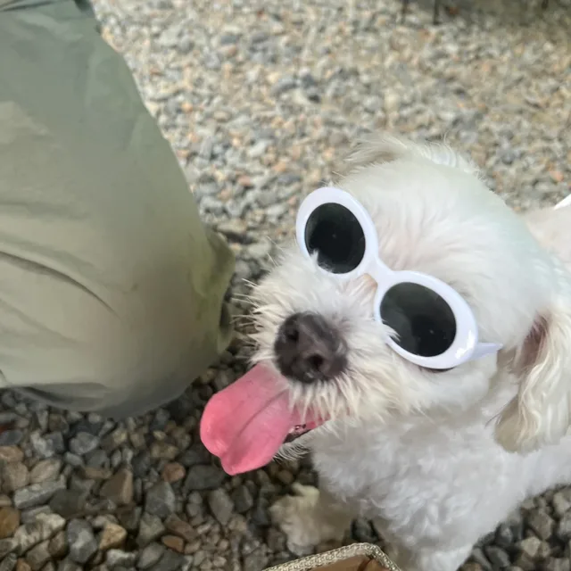 류페이스