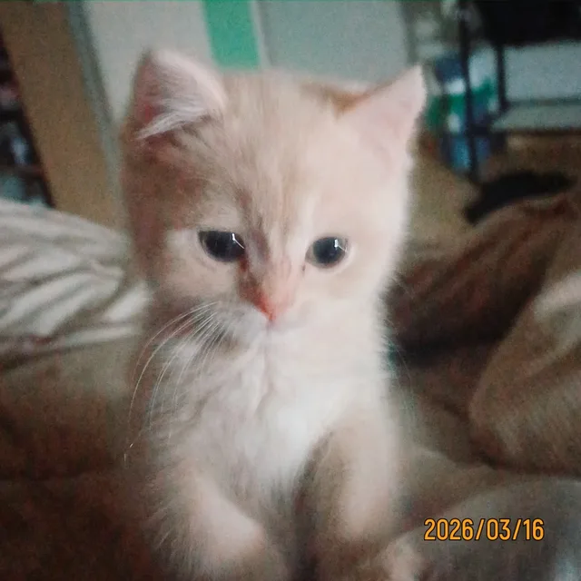 행운