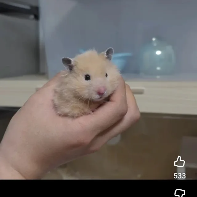 바니바니당근