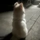 듀니