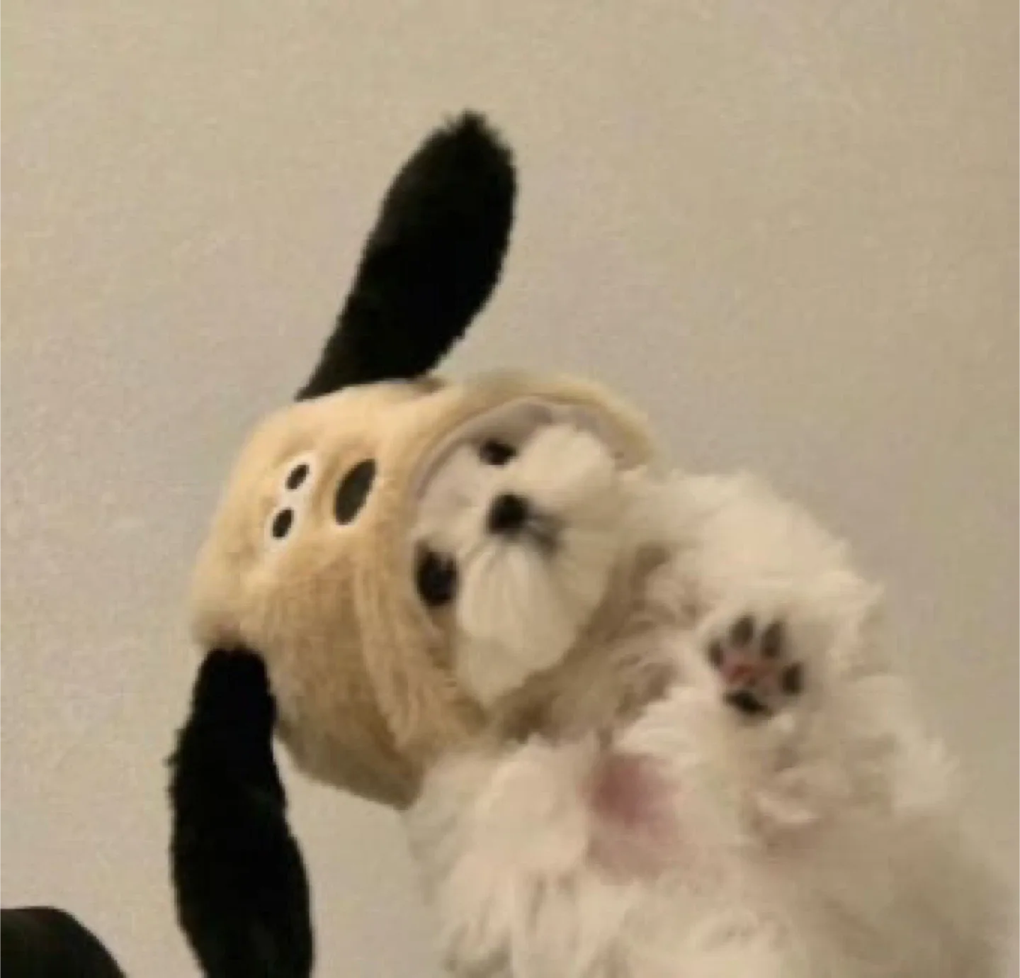 망고