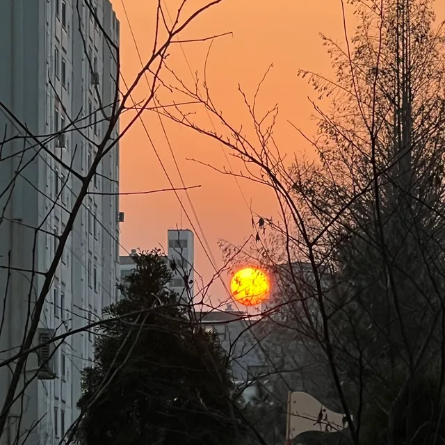 고고