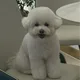 뭉개구름