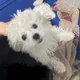 바니바니바니바니당근당근