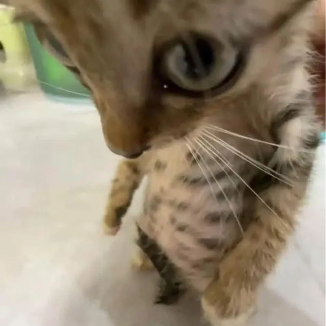 혼다오우너