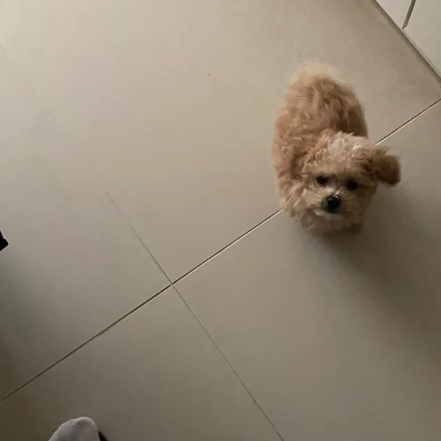 팡팡팡퐁팡